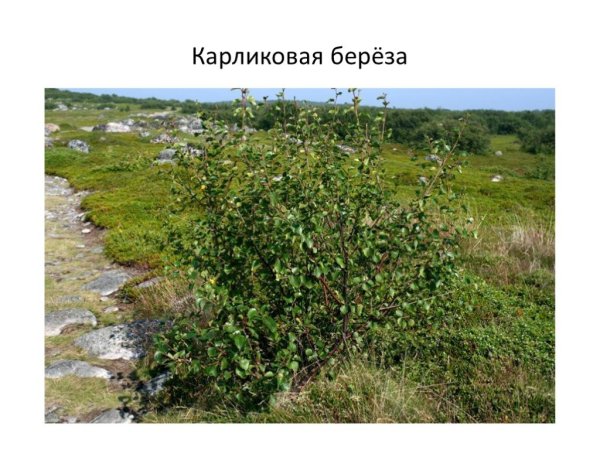 Евразия тундра карликовая береза