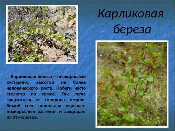 Карликовая береза ареал