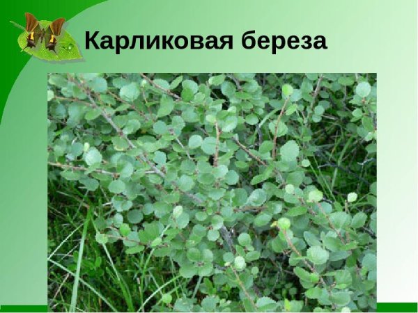 Карликовая береза ярус