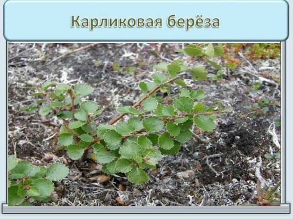 Карликовые тундровые березы