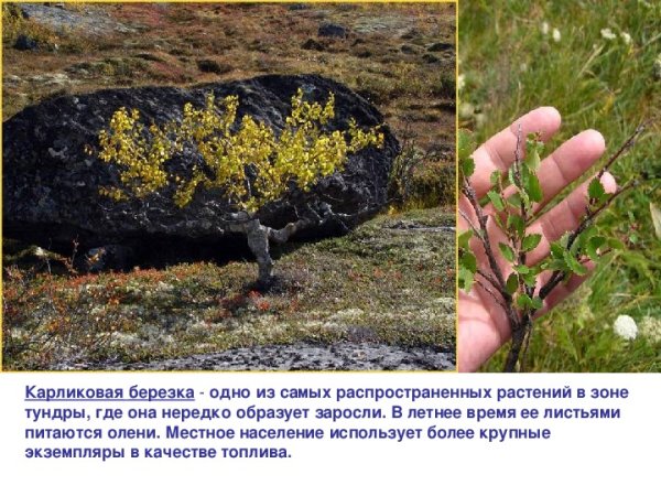 Карликовая береза в лесотундре