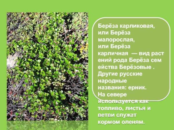 Карликовые берёзы (Ёрник