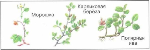 Карликовая берёза в тундре рисунок