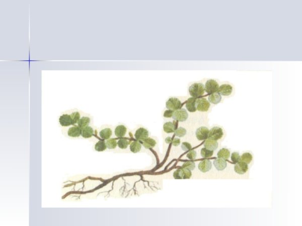 Карликовая береза строение дерева