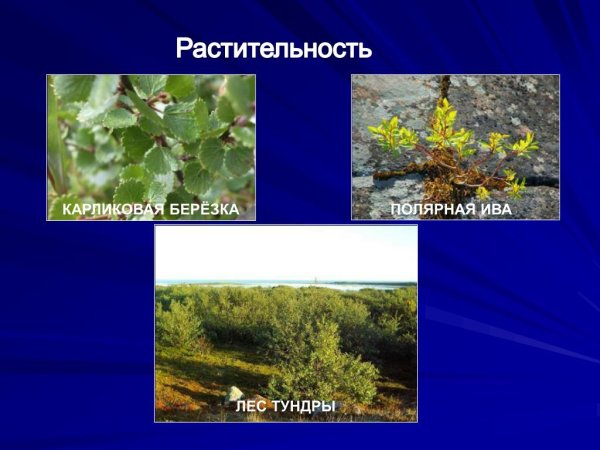 Карликовая береза и Полярная Ива