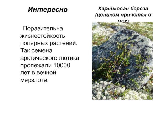 Карликовая берёза в тундре 4 класс