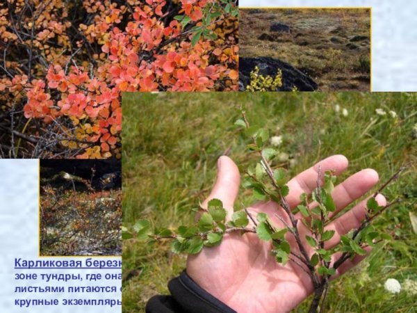 Карликовые тундровые березы