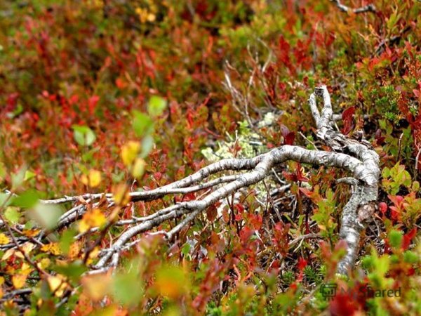 Карликовая береза в лесотундре