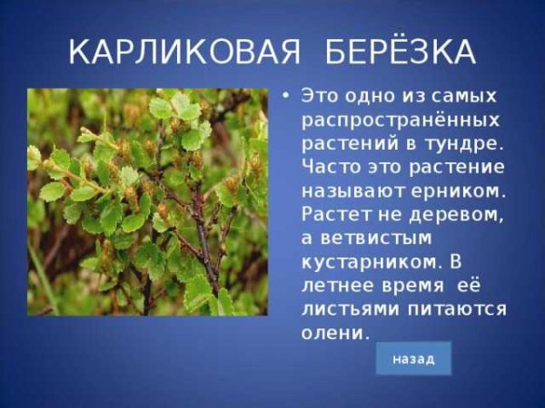 Берёза карликовая