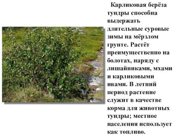 Растения тундры карликовая береза