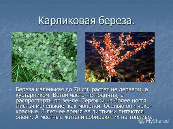 Берёза карликовая