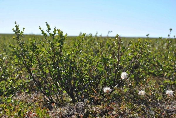 Карликовая берёза в тундре