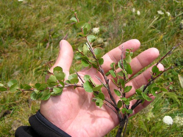 Карликовые березы и ивы