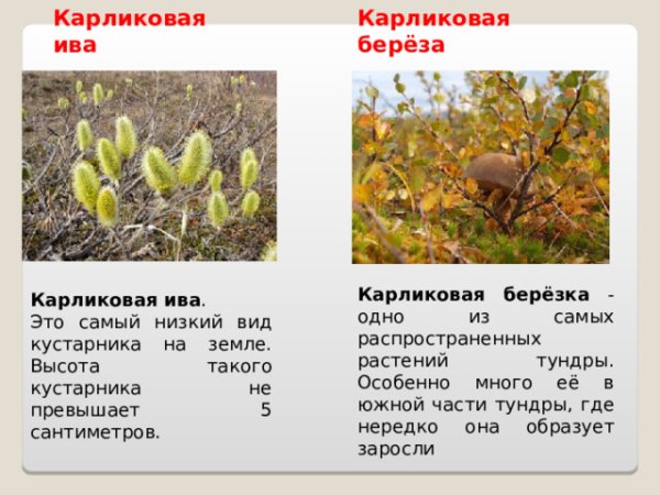 Карликовая Ива в тундре