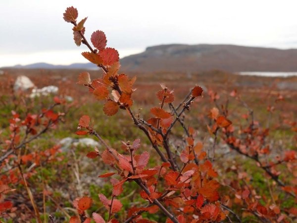 Карликовая берёза в тундре