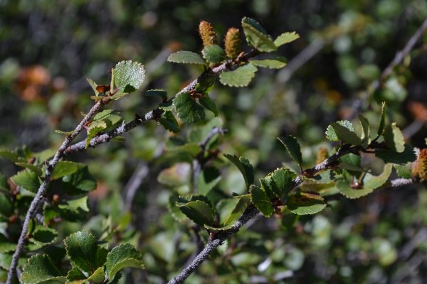 Карликовая береза кустарниковая