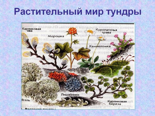 Растения тундры для дошкольников