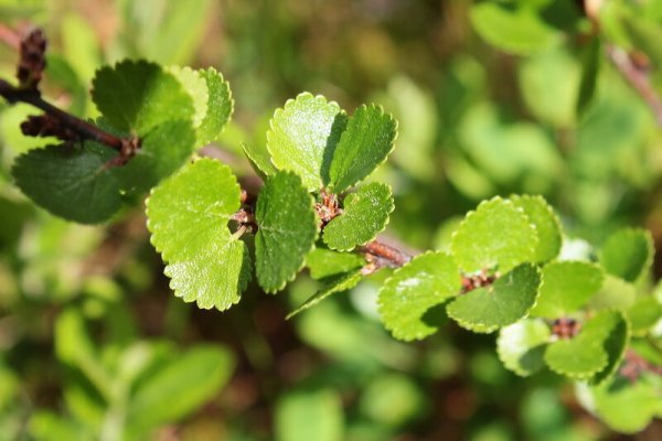 Карликовая береза Сибирь