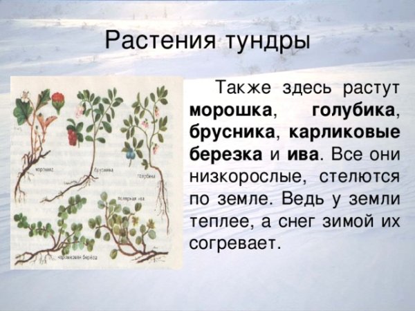 Бруснкарликовая береза