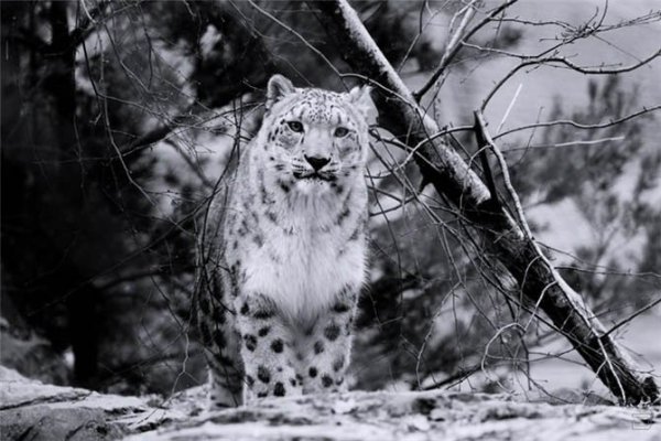 Ирбис снежный Барс фото