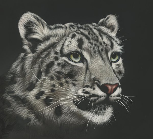 Снежный Барс гравюра