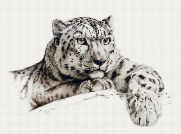 Снежный Барс Ирбис