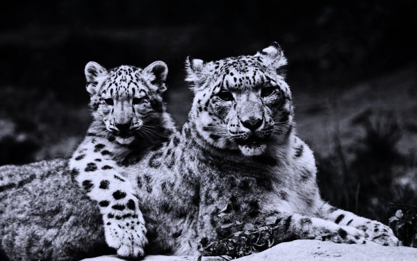 Снежный Барс Ирбис