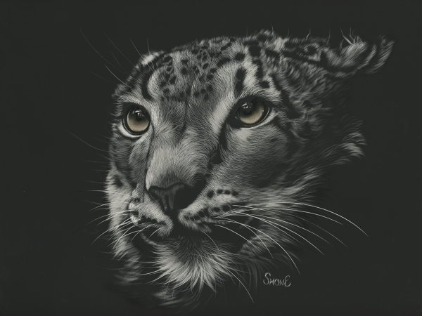 Портреты животных на черном фоне