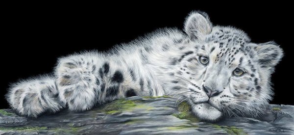 Ирбис черно белое изображение