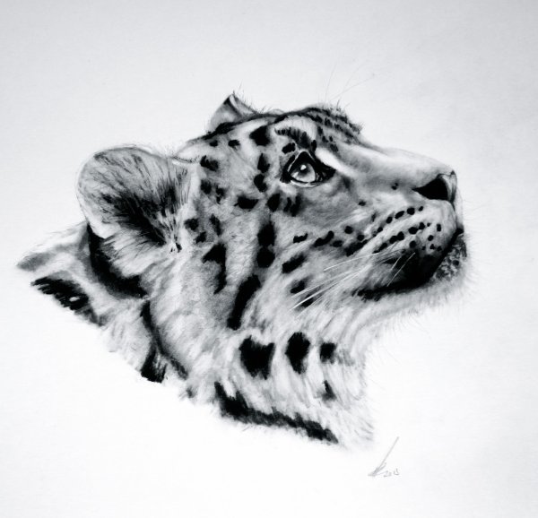 Снежный Барс эскиз