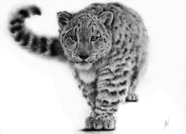 Барс на белом фоне