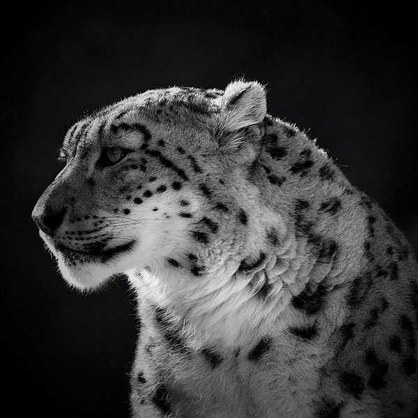 Снежный Барс картинки