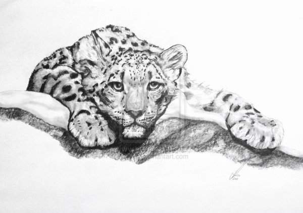Снежный Барс карандашом