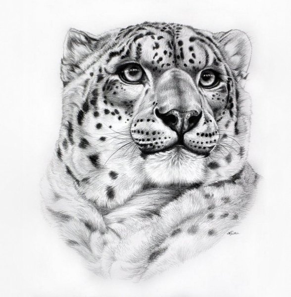 Ирбис снежный Барс тату