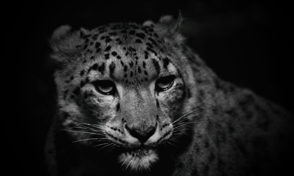 Снежный Барс Ирбис