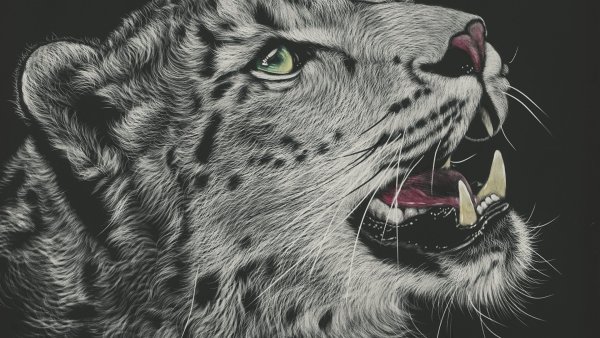 Барс на черном фоне