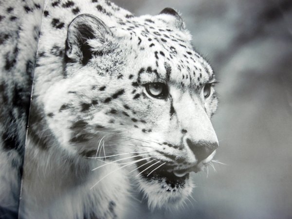 Снежный Барс Ирбис