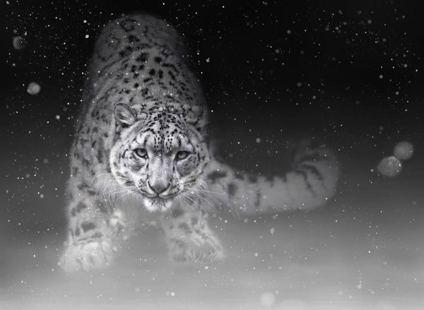 Снежный Барс Ирбис