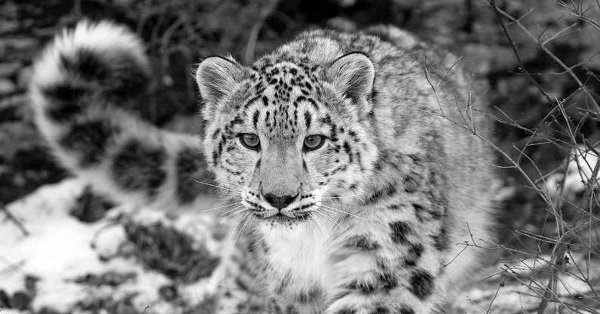 Агрессивный снежный Барс