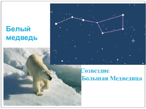 Созвездие белой медведицы