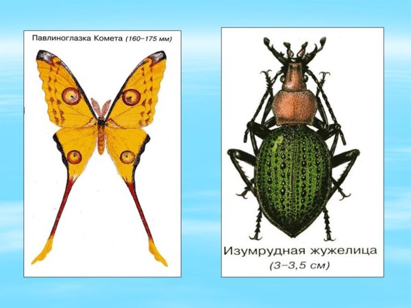 Жуки из окружающего мира
