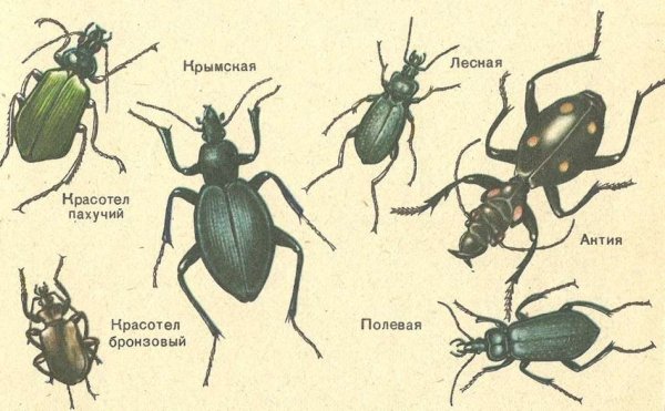 Жуки картинки с названиями