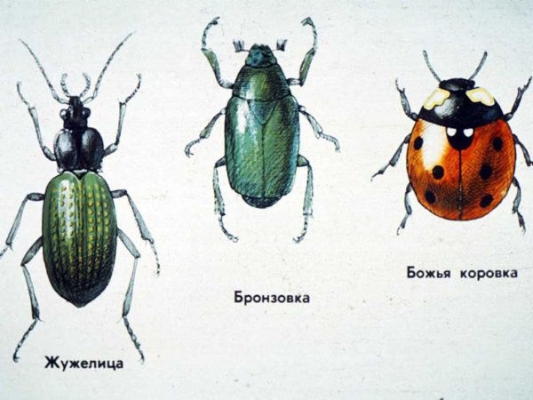 Луговые насекомые названия