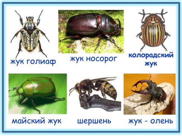 Жук носорог хрущ Майский