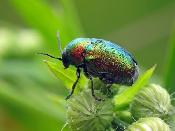 Cryptocephalus hypochaeridis (Linnaeus, 1758)