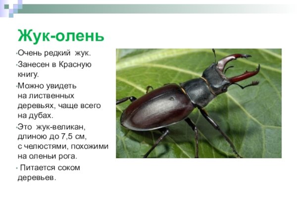 Жук Рогач красная книга