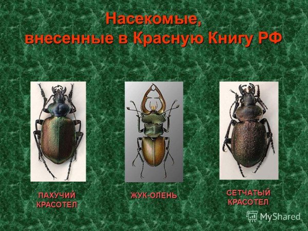 Жуки занесенные в красную книгу России