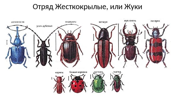 Жесткокрылые жуки представители