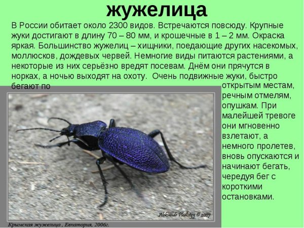 Жужелица Крымская красная книга