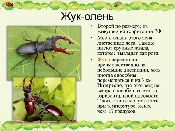 Жуке оленя краткое описание ребенку 1 класс